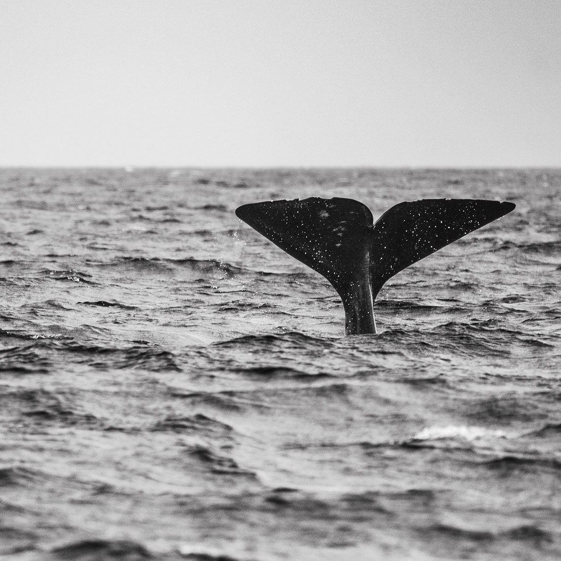 Physeter Macrocephalus