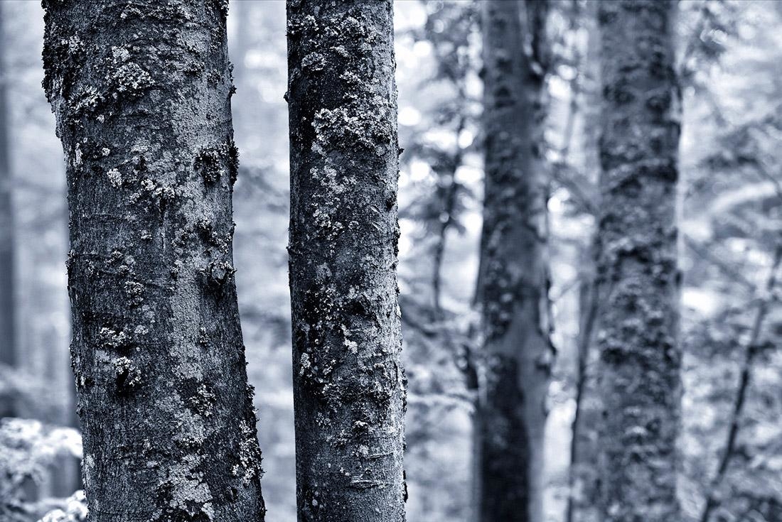 Šumava 3